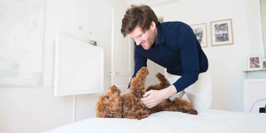 Person playing with a dog in a room with a closed DropTop desk.